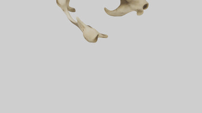 3D model Cheetah Pelvis VR / AR / low-poly