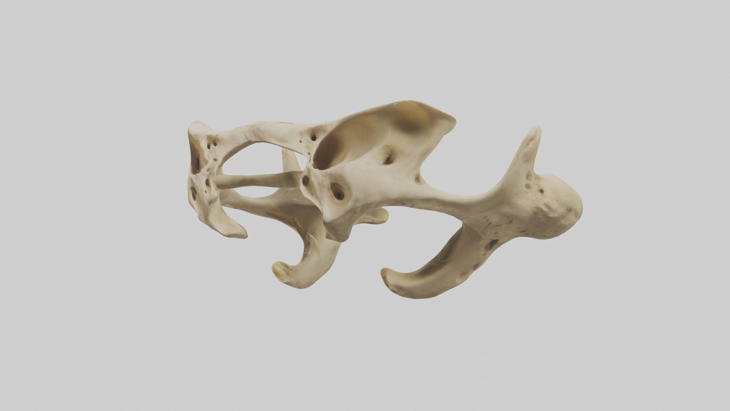 3D model Cheetah Pelvis VR / AR / low-poly