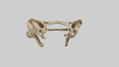 3D model Cheetah Pelvis VR / AR / low-poly