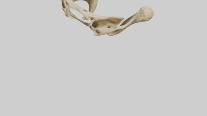 3D model Cheetah Pelvis VR / AR / low-poly