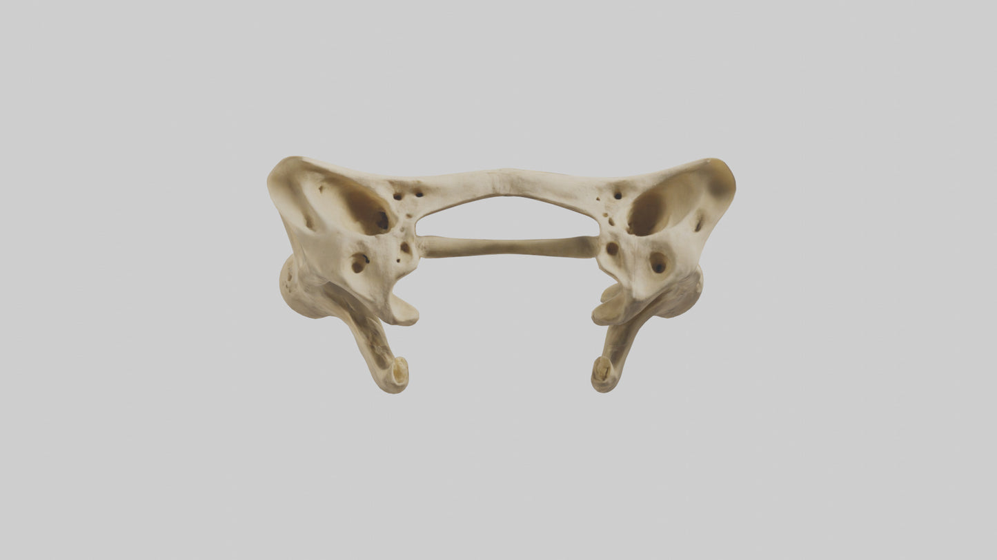 3D model Cheetah Pelvis VR / AR / low-poly