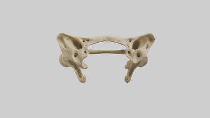 3D model Cheetah Pelvis VR / AR / low-poly