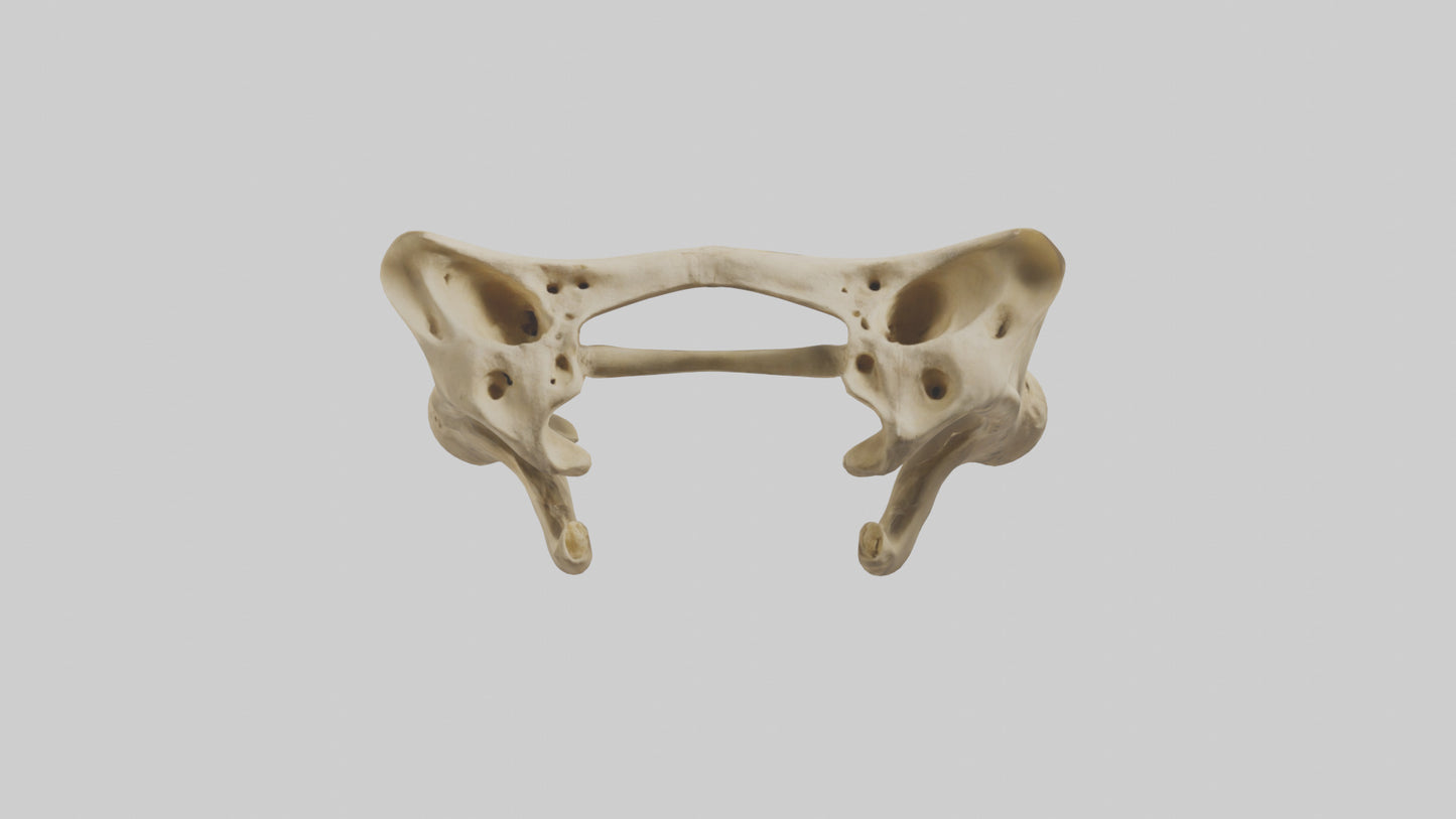 3D model Cheetah Pelvis VR / AR / low-poly