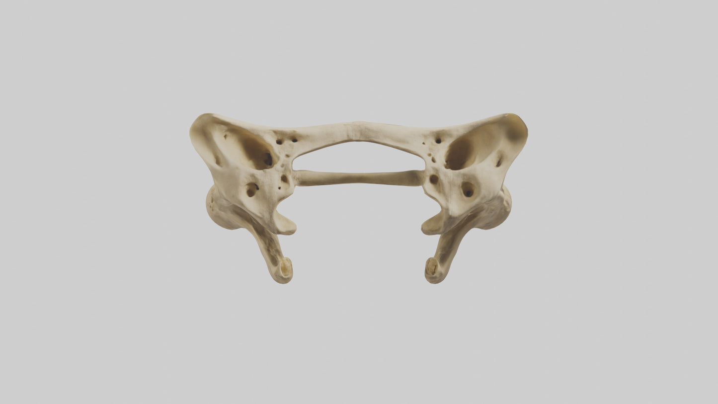 3D model Cheetah Pelvis VR / AR / low-poly