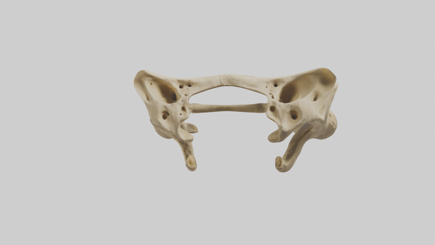 3D model Cheetah Pelvis VR / AR / low-poly