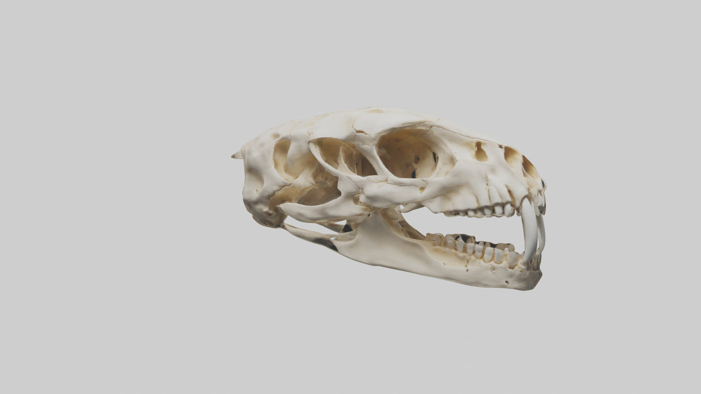 3D model Cheetah Skull VR / AR / low-poly