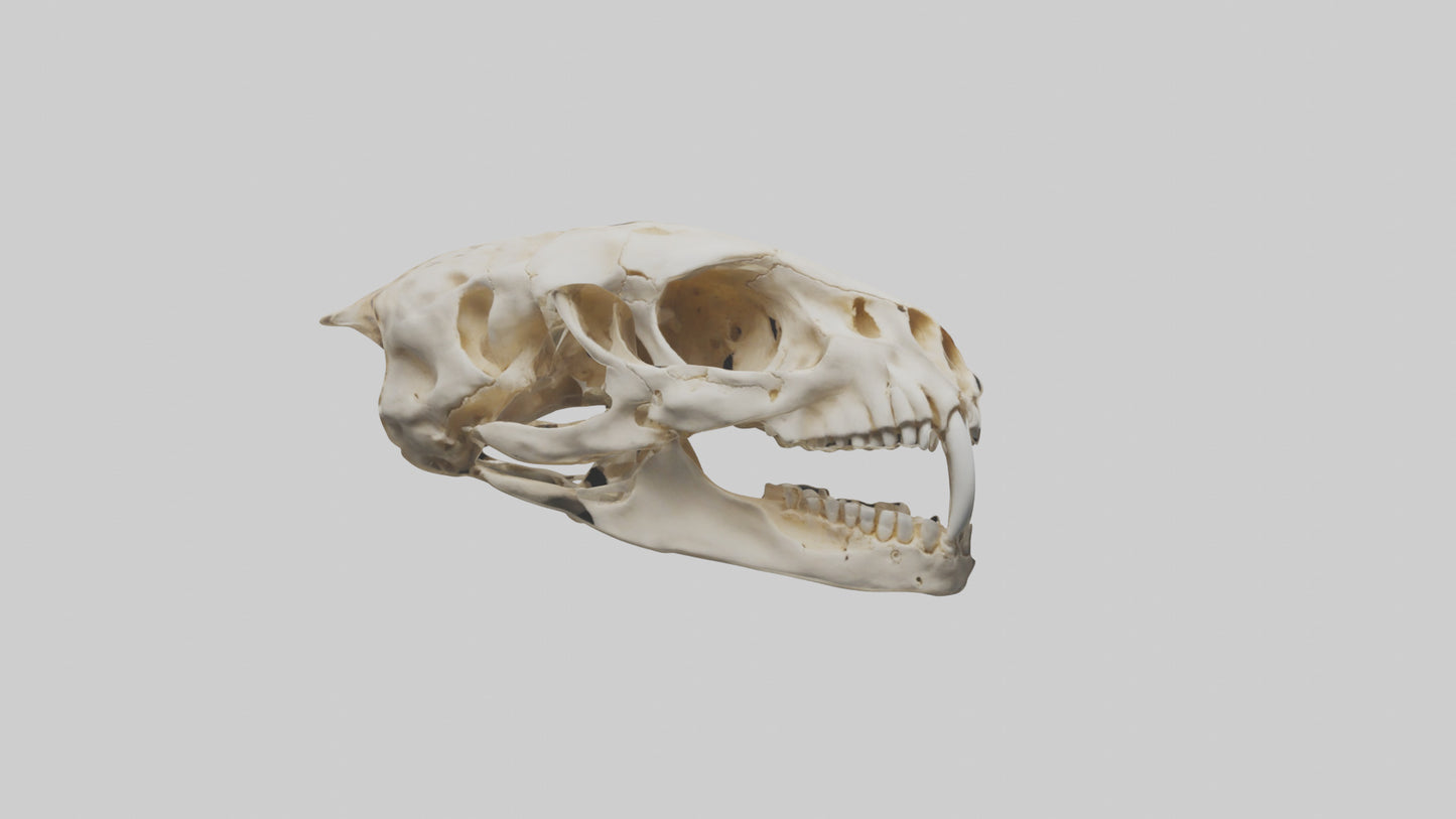 3D model Cheetah Skull VR / AR / low-poly