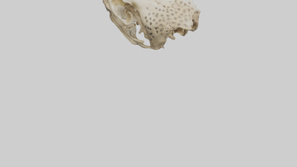 3D model Cheetah Skull VR / AR / low-poly