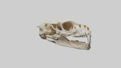 3D model Cheetah Skull VR / AR / low-poly