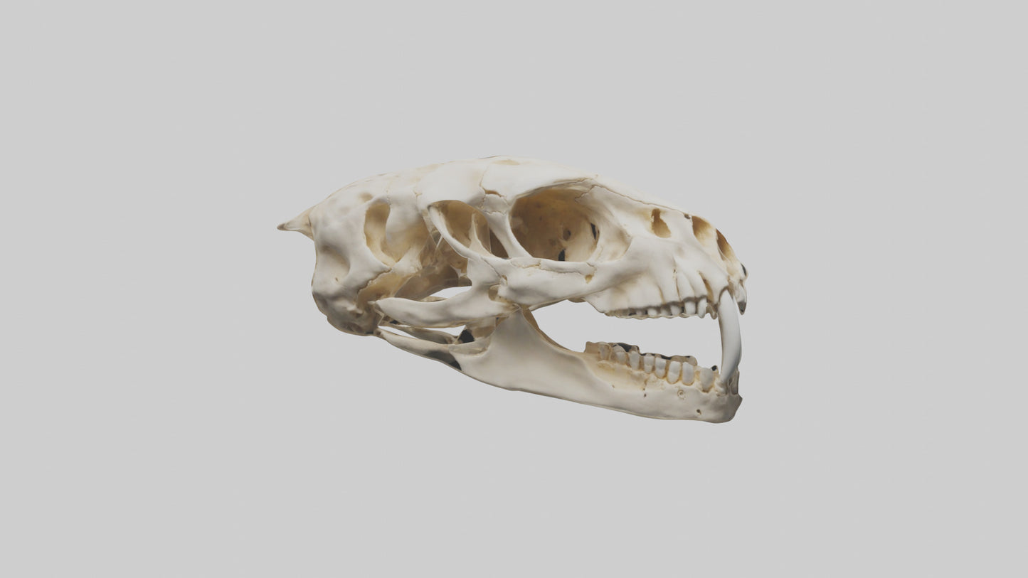 3D model Cheetah Skull VR / AR / low-poly