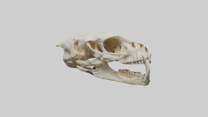 3D model Cheetah Skull VR / AR / low-poly