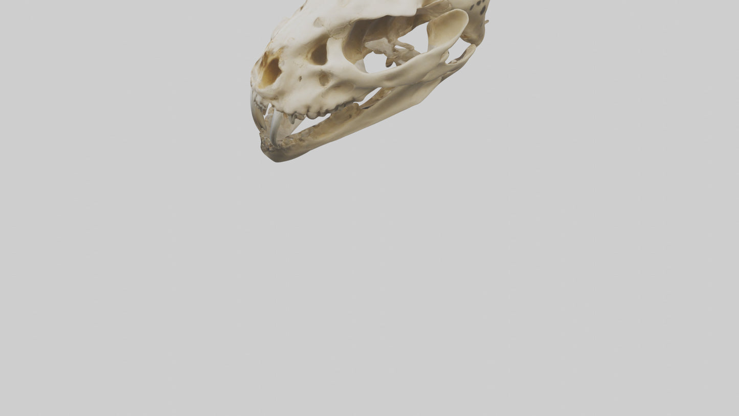 3D model Cheetah Skull VR / AR / low-poly