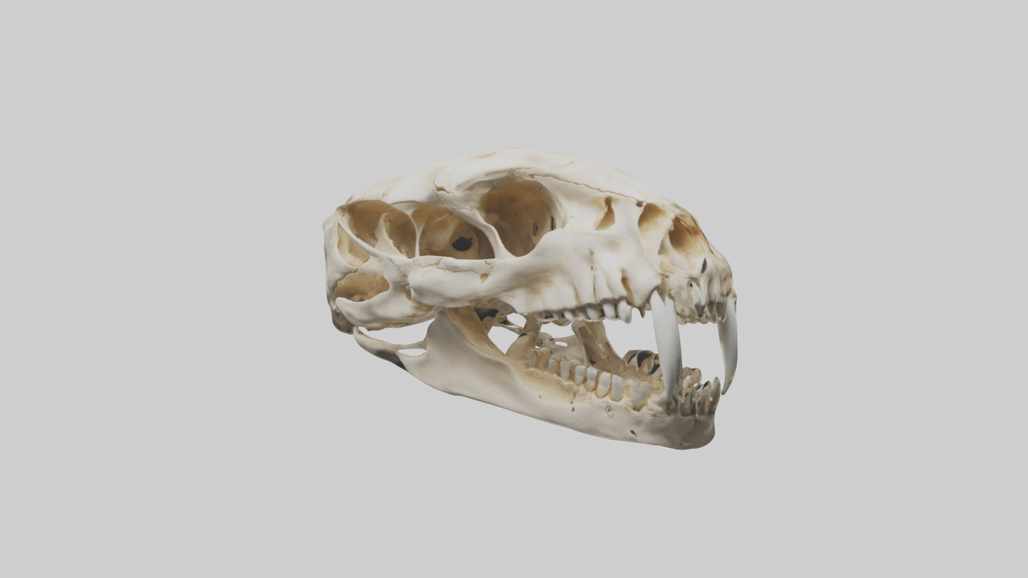 3D model Cheetah Skull VR / AR / low-poly