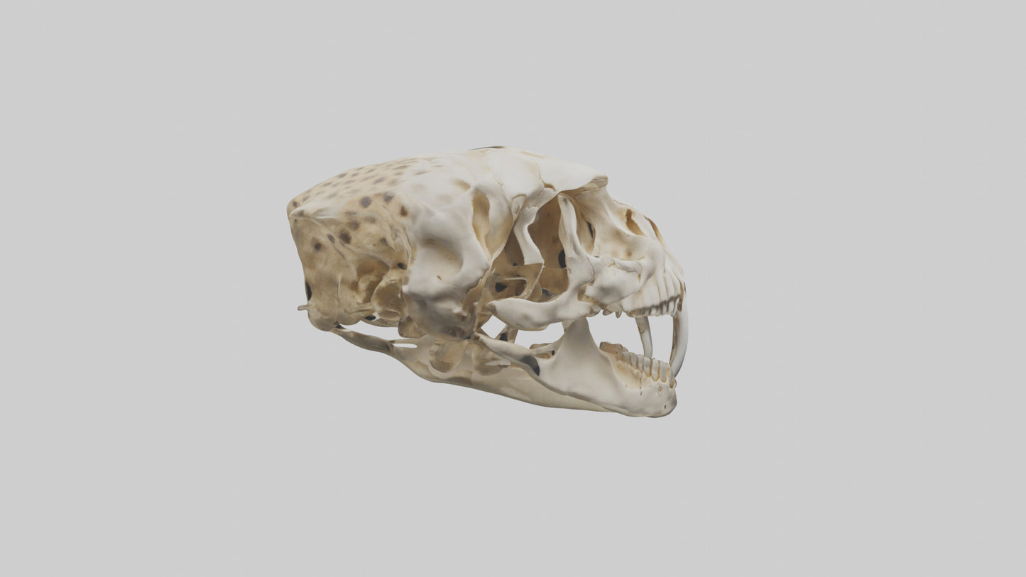 3D model Cheetah Skull VR / AR / low-poly