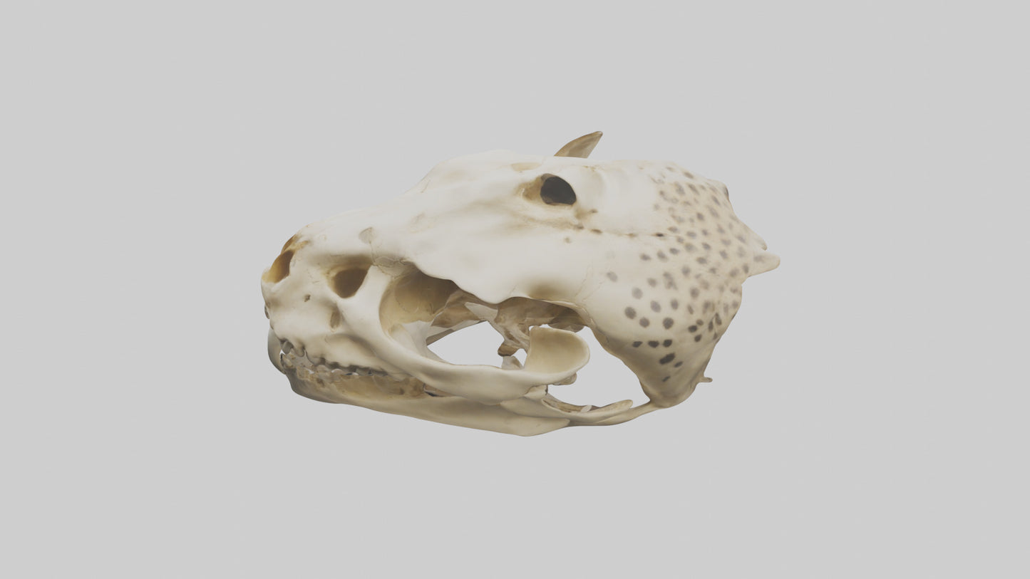 3D model Cheetah Skull VR / AR / low-poly