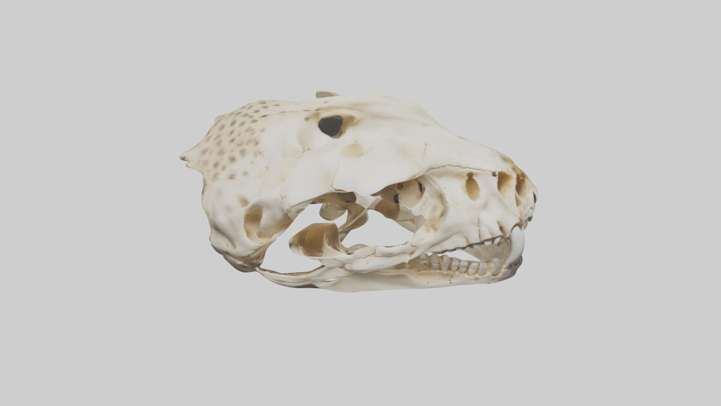 3D model Cheetah Skull VR / AR / low-poly