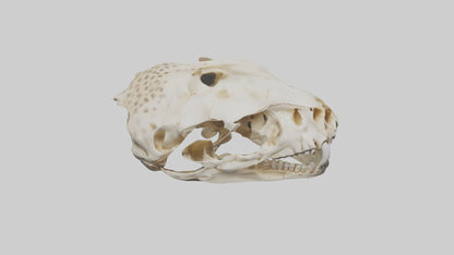 3D model Cheetah Skull VR / AR / low-poly