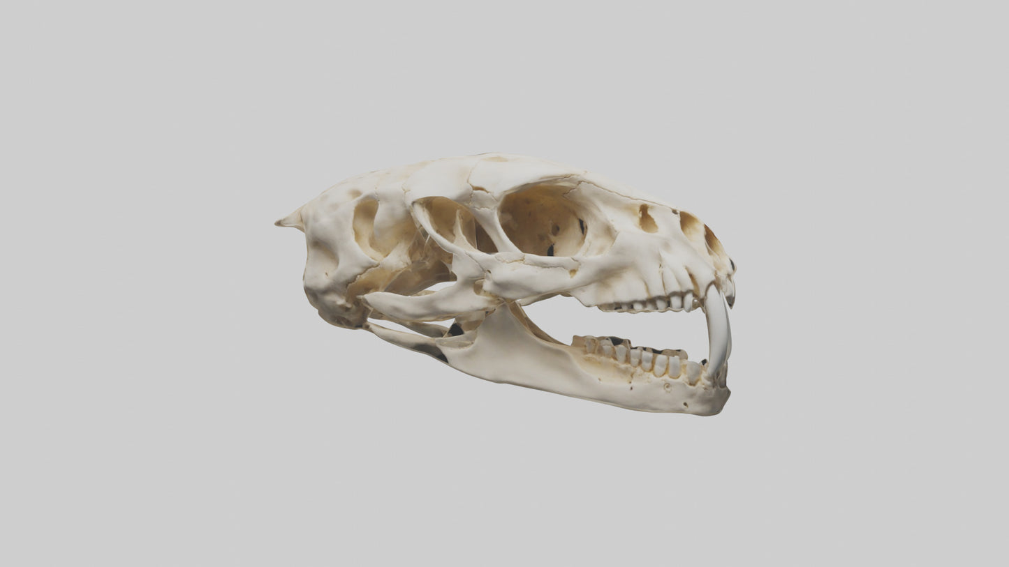 3D model Cheetah Skull VR / AR / low-poly
