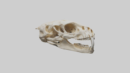 3D model Cheetah Skull VR / AR / low-poly