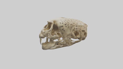 3D model Cheetah Skull VR / AR / low-poly