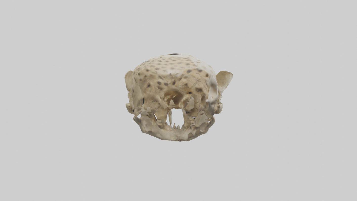 3D model Cheetah Skull VR / AR / low-poly