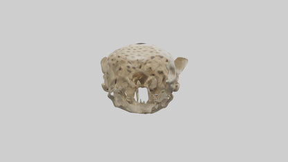 3D model Cheetah Skull VR / AR / low-poly