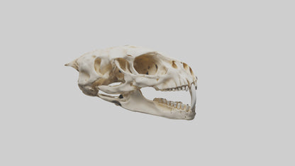 3D model Cheetah Skull VR / AR / low-poly