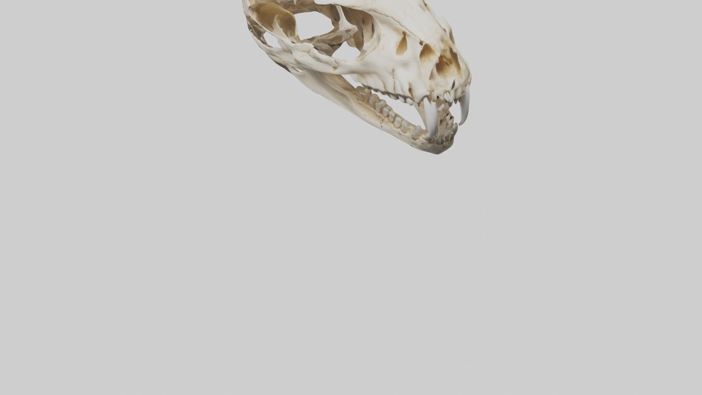 3D model Cheetah Skull VR / AR / low-poly
