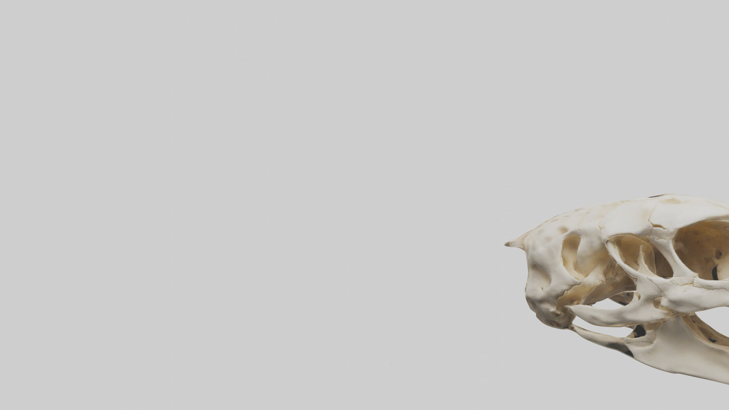3D model Cheetah Skull VR / AR / low-poly
