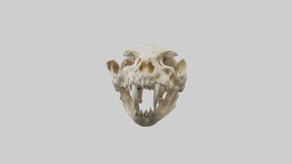 3D model Cheetah Skull VR / AR / low-poly