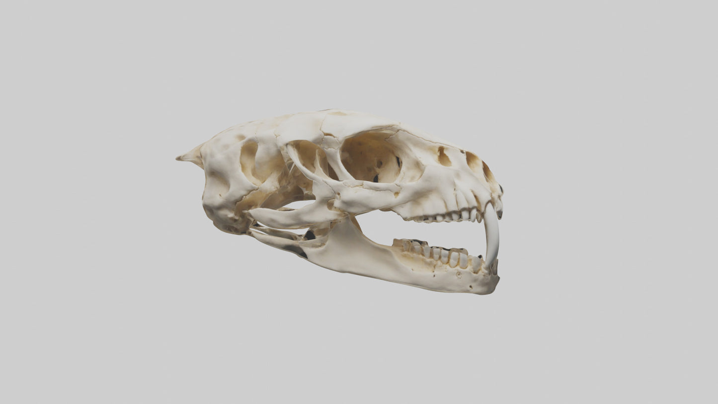 3D model Cheetah Skull VR / AR / low-poly