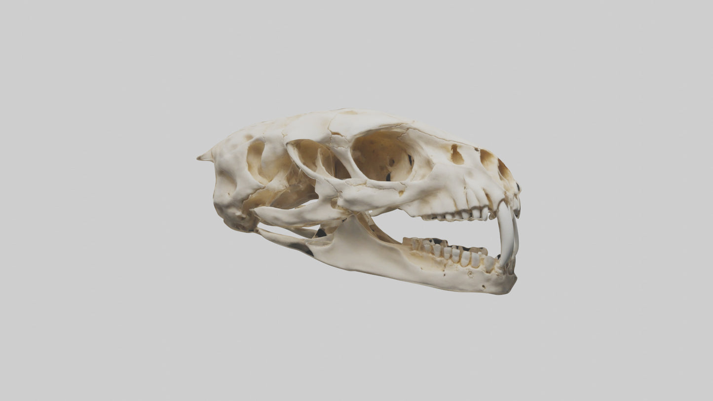 3D model Cheetah Skull VR / AR / low-poly