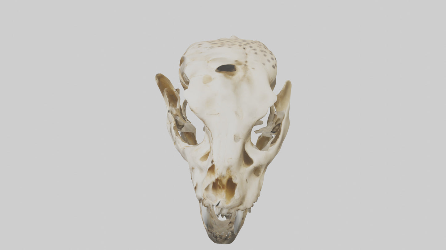 3D model Cheetah Skull VR / AR / low-poly