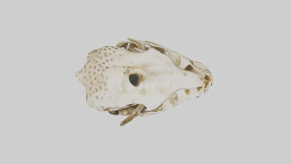 3D model Cheetah Skull VR / AR / low-poly