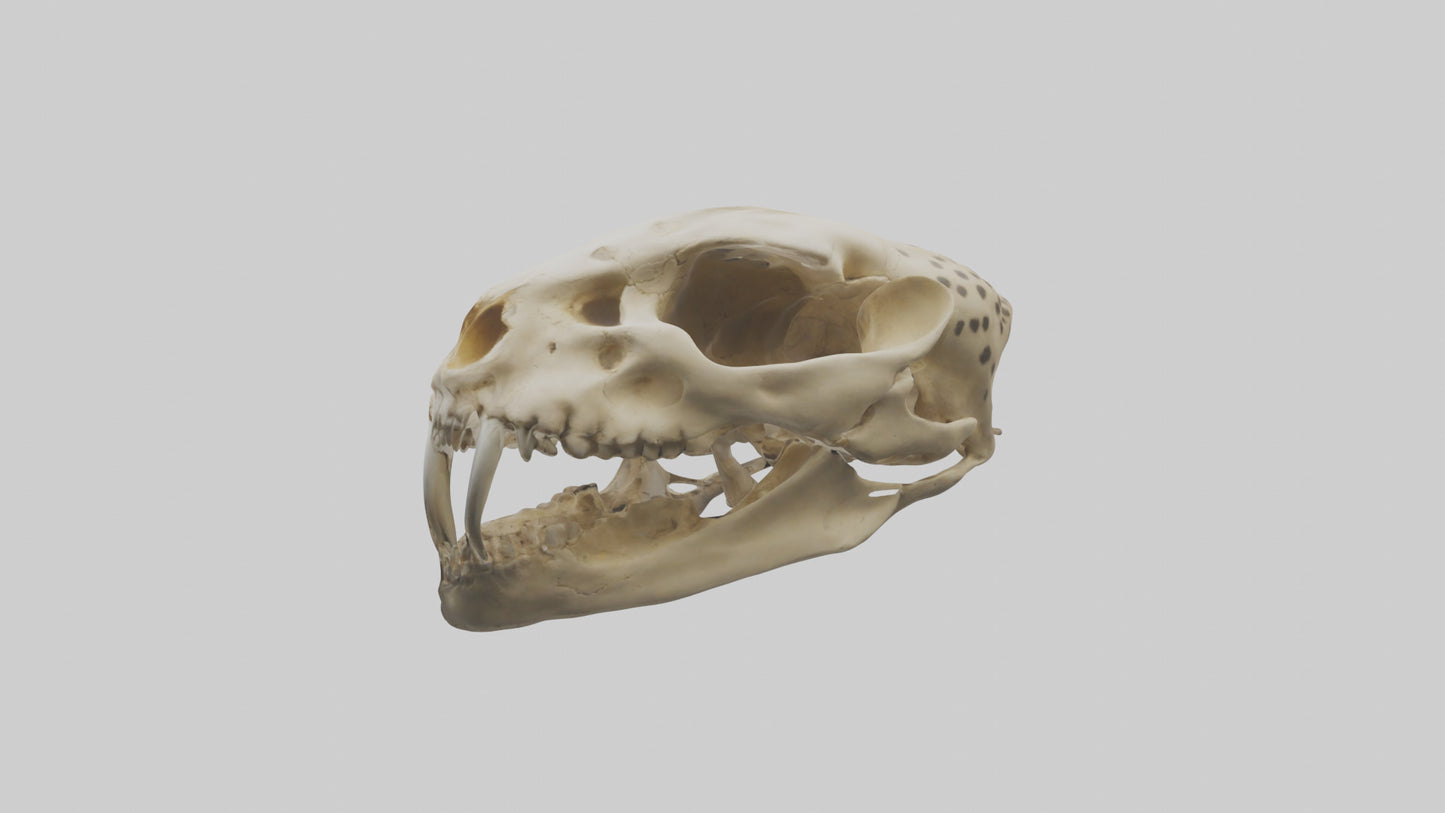 3D model Cheetah Skull VR / AR / low-poly