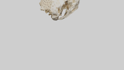 3D model Cheetah Skull VR / AR / low-poly