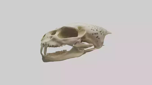 3D model Cheetah Skull VR / AR / low-poly