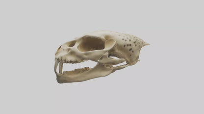3D model Cheetah Skull VR / AR / low-poly