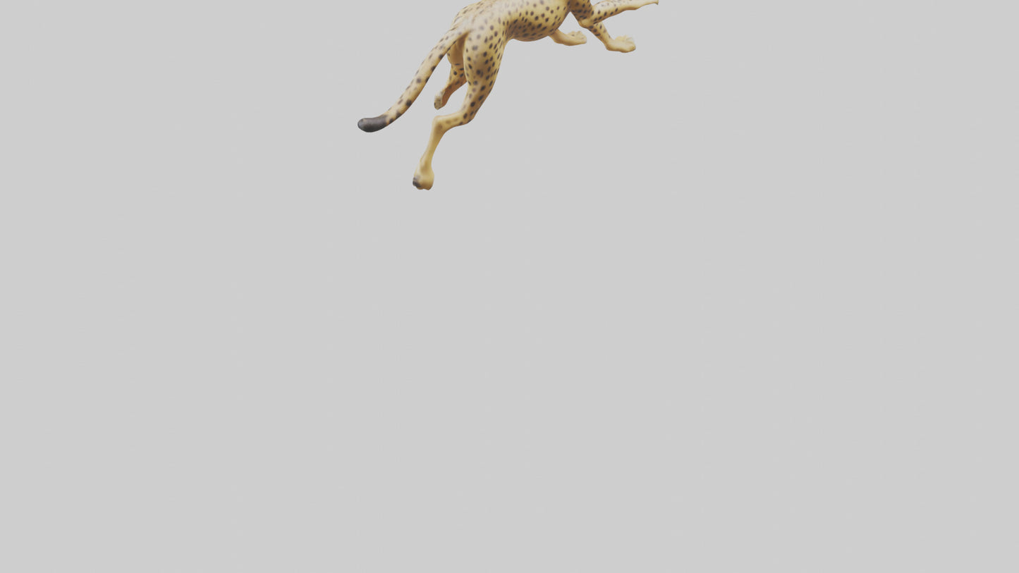 Cheetah sprinting model 3D model
