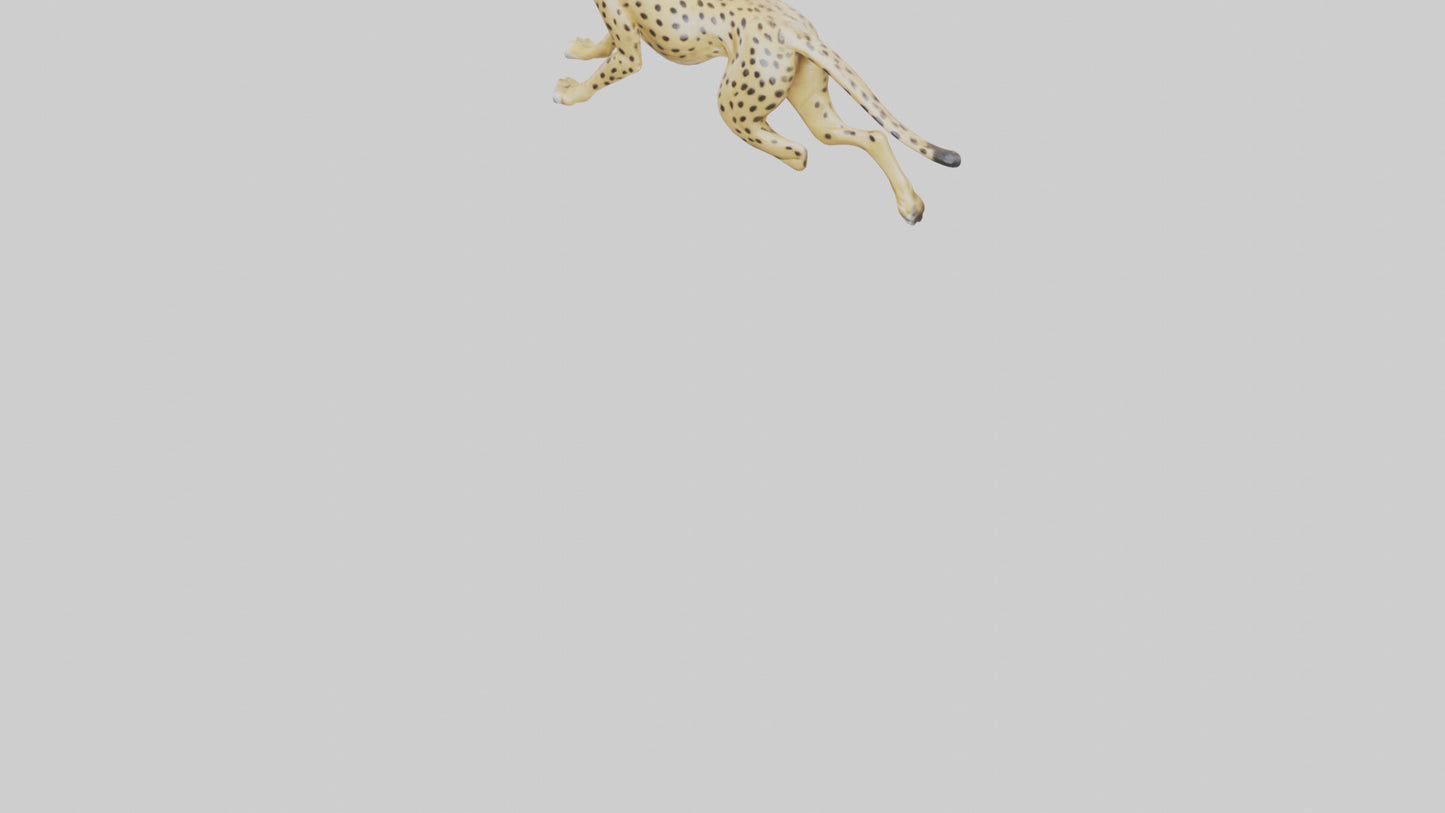 Cheetah sprinting model 3D model