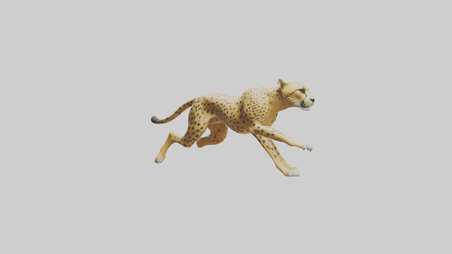 Cheetah sprinting model 3D model