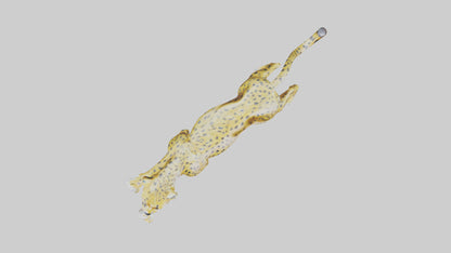 Cheetah statue model 3D model