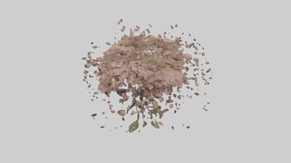 3D model Cherry tree model VR / AR / low-poly