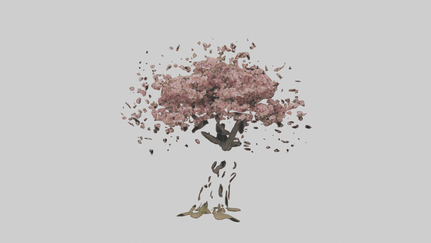 3D model Cherry tree model VR / AR / low-poly