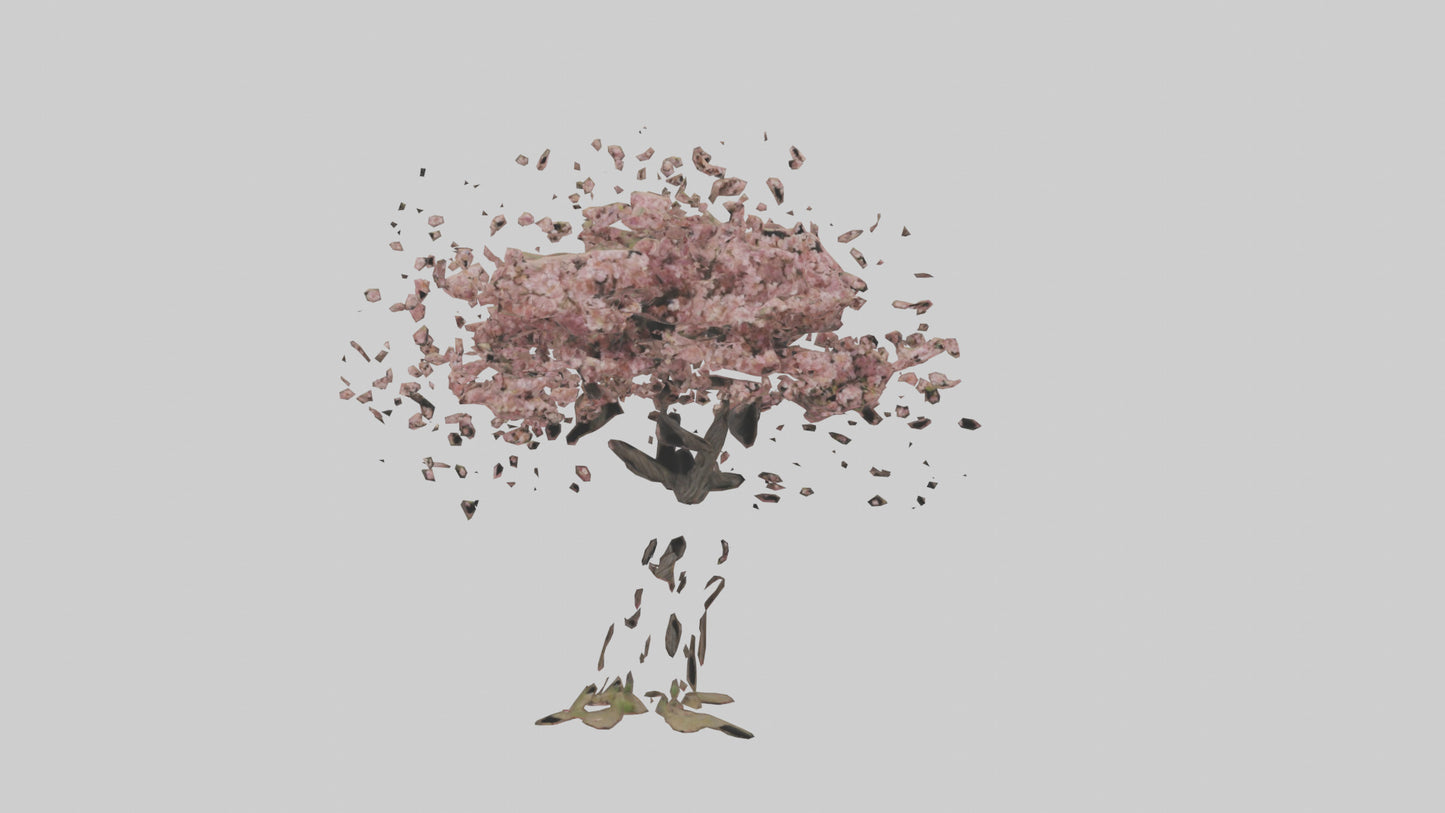 3D model Cherry tree model VR / AR / low-poly