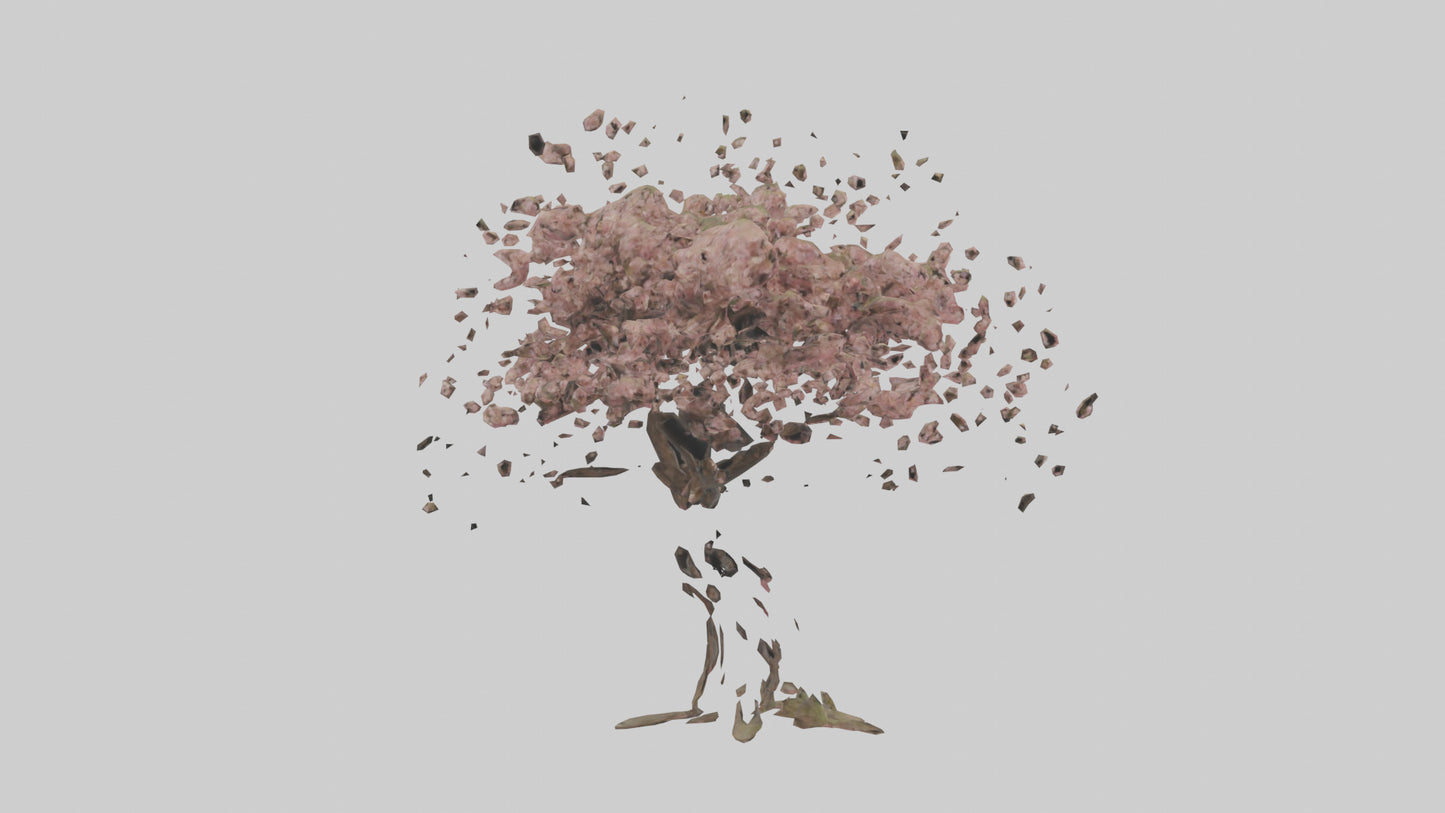 3D model Cherry tree model VR / AR / low-poly