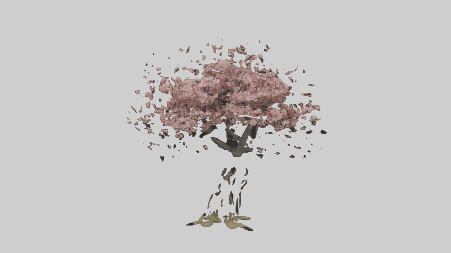 3D model Cherry tree model VR / AR / low-poly