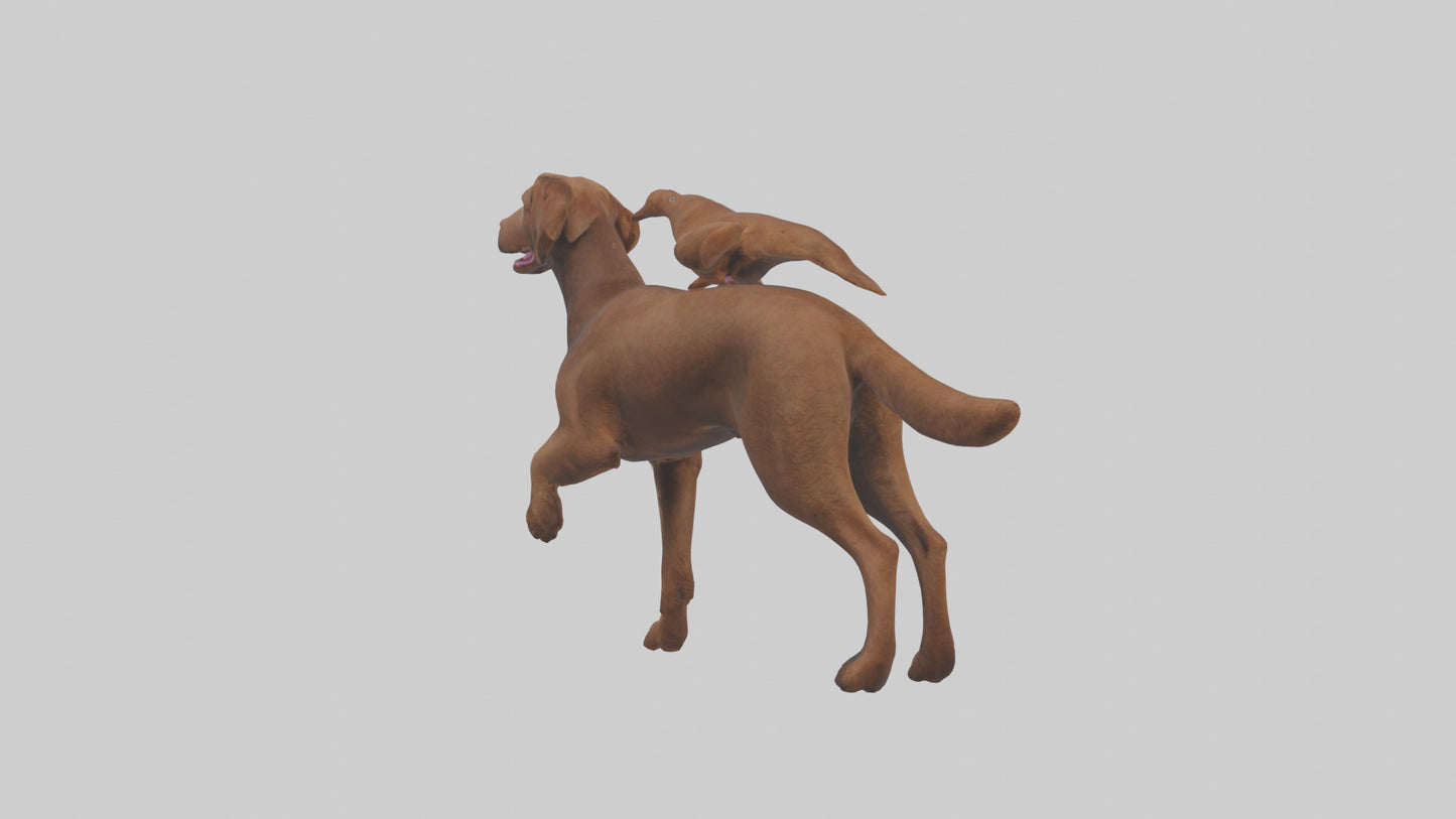Chesapeake Bay Retriever retrieving model 3D model