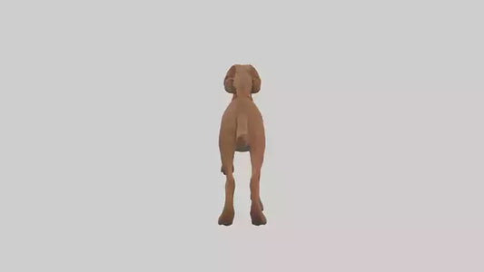 Chesapeake Bay Retriever retrieving model 3D model