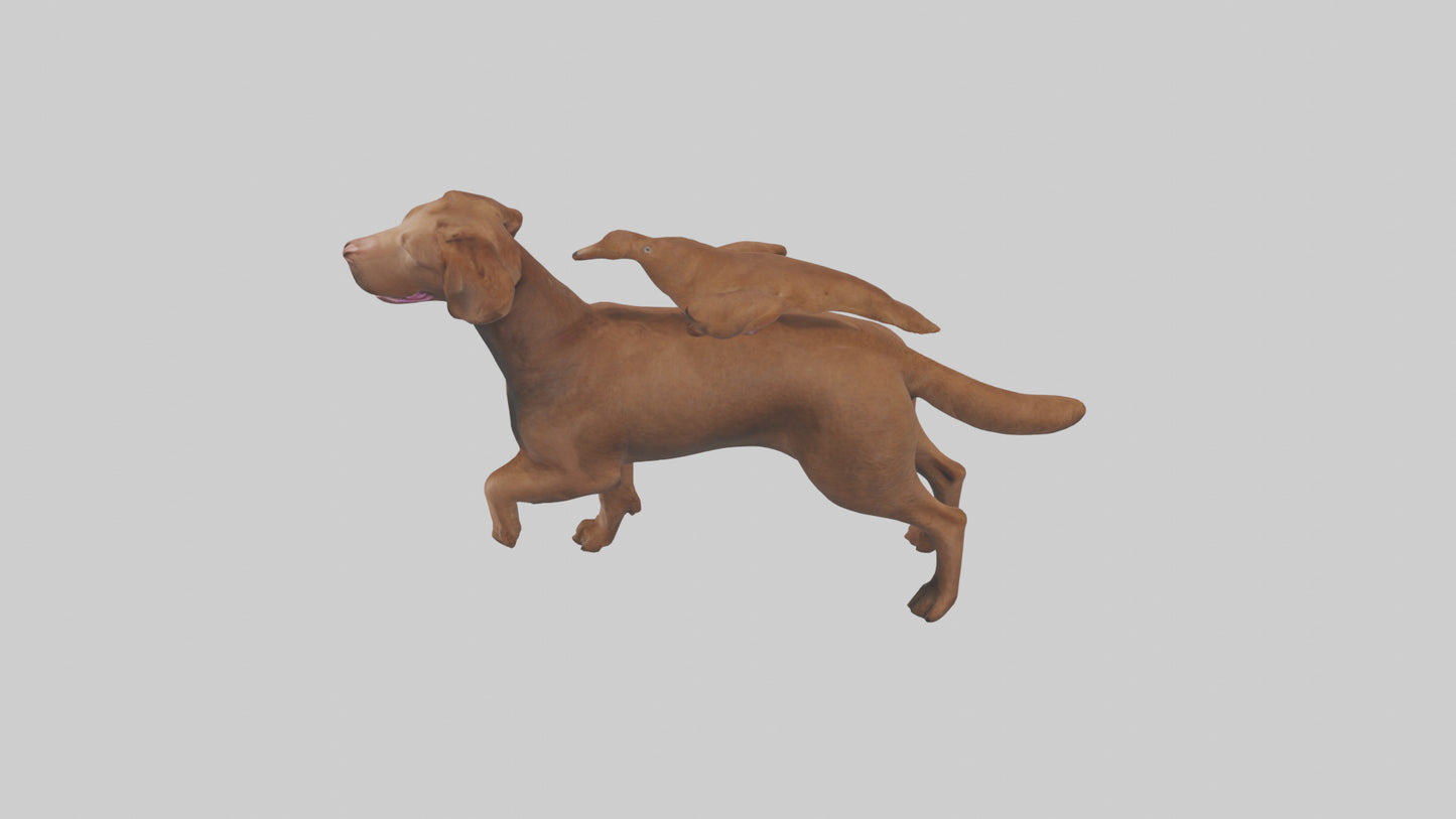 Chesapeake Bay Retriever retrieving model 3D model
